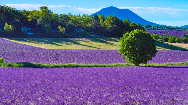 istock Provence landscape with lavender fields, France 2148642321