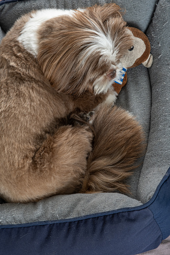 3 year old shih tzu dog resting on his bed, dark blue, next to his stuffed animal.