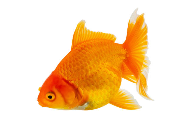 Oranda goldfish isolated on white background close up
