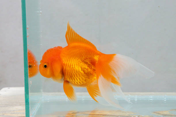 istock Oranda goldfish in aquarium fish tank close up 2148643534