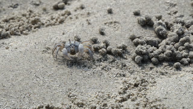 Soldier Crab on beach.