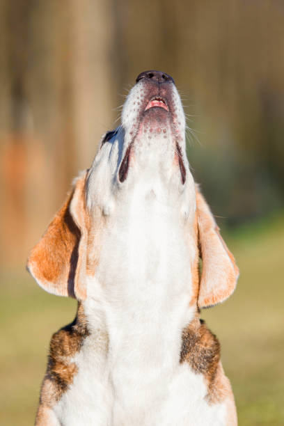 istock Beagle dog looking up. Headshot. Close up 2148646480