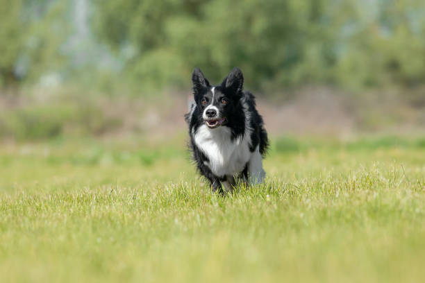 Throwing the ball to the dog.