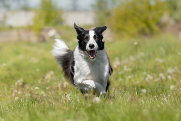 istock Border Collie dog running on the green grass. Active dog. 2148646531