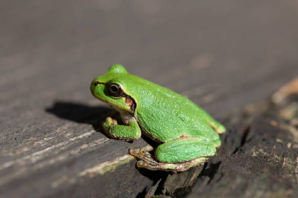 istock One green tree frog sitting on wood 2148647313