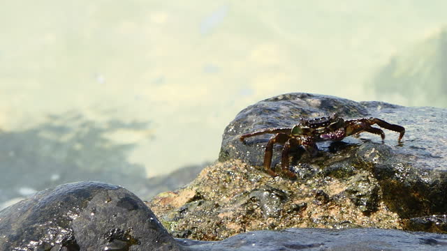 Spiny Rock Crab on the rock in seashore.