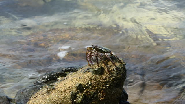 Spiny Rock Crab on the rock in seashore.