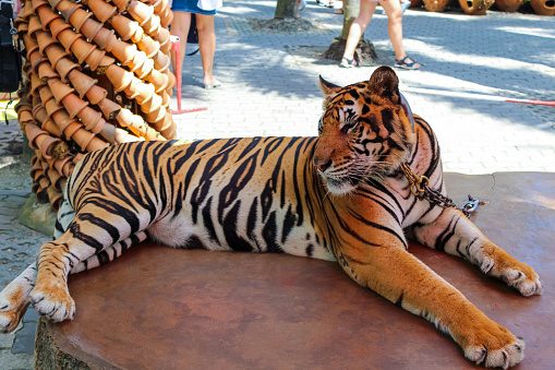 A tiger at Nong Nooch Tropical Botanical Garden is a 500-acre botanical garden and tourist attraction at kilometer 163 on Sukhumvit Road in Chonburi Province, Thailand.