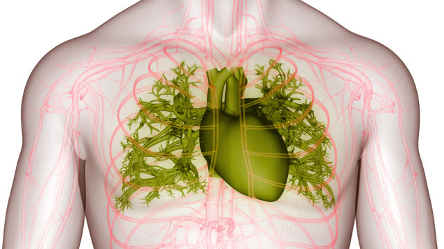 Human Circulatory System Heart Anatomy Animation Concept