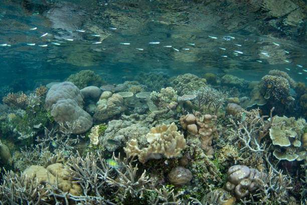 istock Corals and Fish on Shallow Reef in Raja Ampat 2148651777