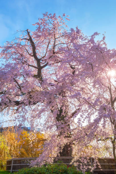 istock Beautiful Weeping Sakura in Spring at Maruyama Park  in Kyoto, Japan 2148652015