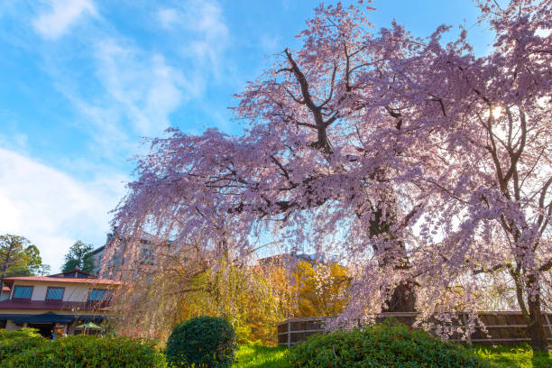 istock Beautiful Weeping Sakura in Spring at Maruyama Park  in Kyoto, Japan 2148652017