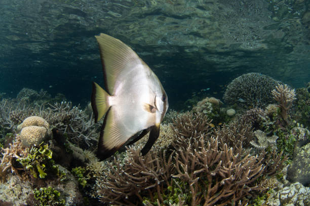 istock Longfin Spadefish Swimming in Raja Ampat 2148652060