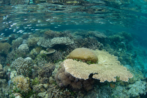 Corals and Fish on Shallow Reef in Raja Ampat