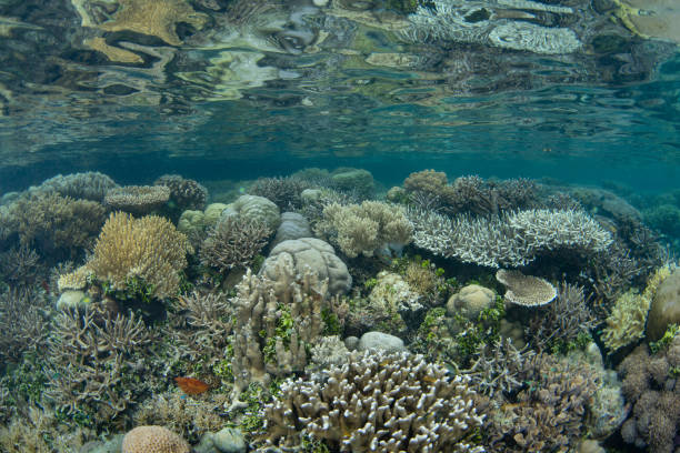 istock Beautiful Coral Reef in Raja Ampat 2148652188