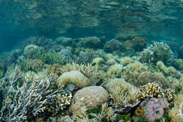 istock Beautiful Coral Reef in Raja Ampat 2148652255