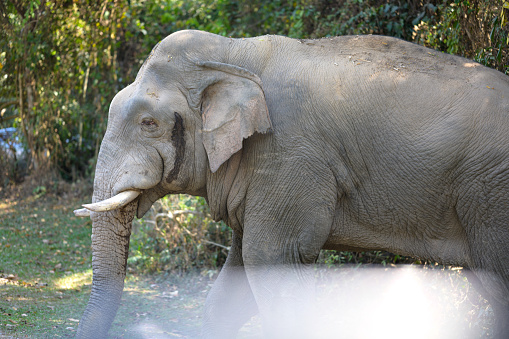 This is an Asian Elephant.
