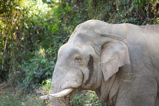 Asian elephant eating. Smiling elephant. Funny elephant. High-quality photo