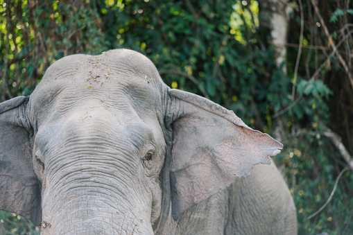 Wild elephant from forest looking for the food in hot summer at Khao yai national park thailand