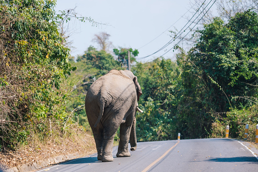 Wild elephant from forest looking for the food in hot summer at Khao yai national park thailand