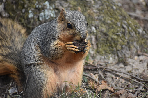 A Red (or Eastern) Fox Squirrel, sciurus niger, holding and eating a black walnut, juglans nigra.