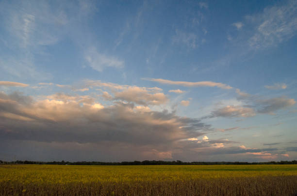 The vivid yellow of an oilseed rape field, beneath a stormy and dramatic sky in rural England.