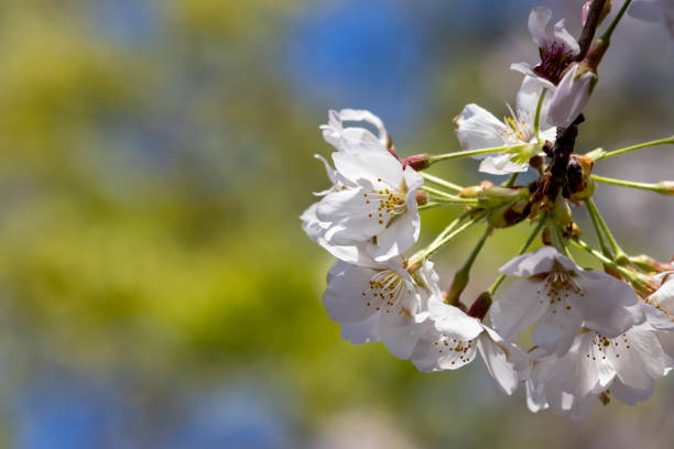 Close-up of cherry blossoms in full bloom with fresh green background