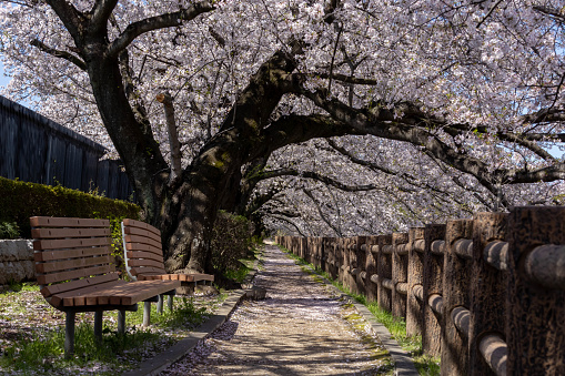 Cherry blossoms on Arakawa Sports Park Street in full bloom