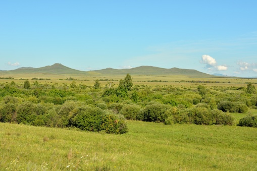 Dense thickets of bushes on the edge of the endless steppe at the foot of the ridges of high hills.