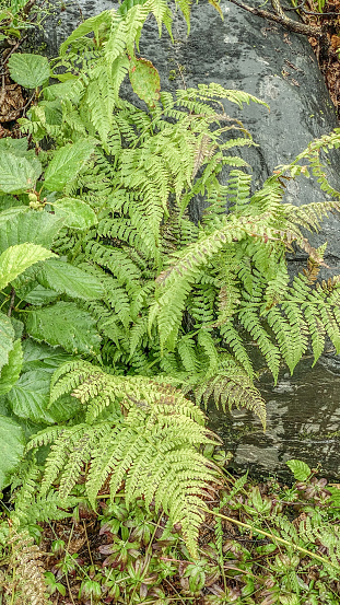 Ferns have a unique natural design.