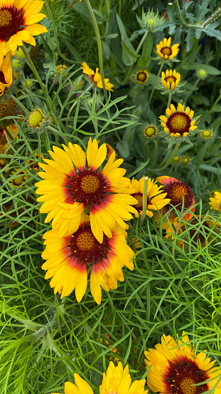 Gaillardia aristata, sometimes called the Blanket Flower is part of the group of sunflowers. These flowering plants make a great addition to any garden.