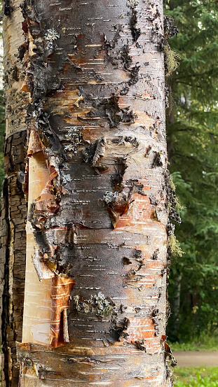 A picture of the birch bark of a tree.  The tree shows its grain and age within the bark pattern.
