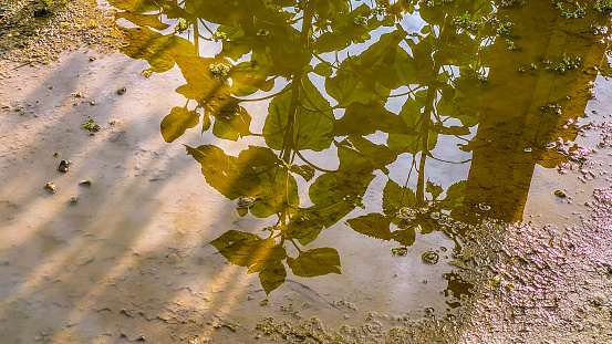The shadow of the sunflower is reflected on the water.