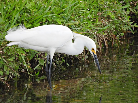Snowy Egret - profile