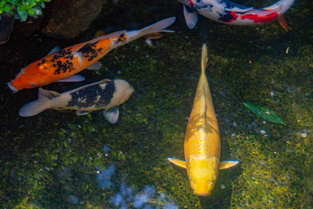 istock The beautiful of koi fish 2148655650