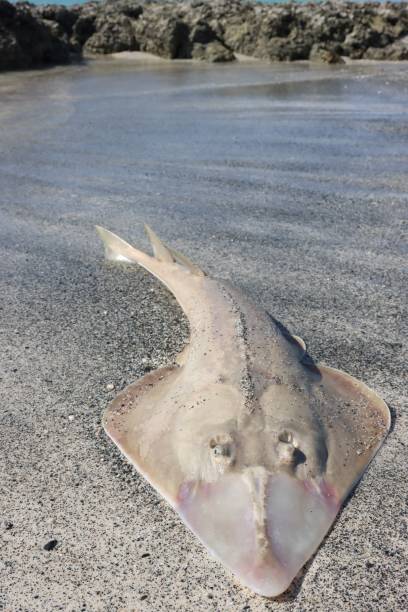 istock Beaches of Masirah 2148656131
