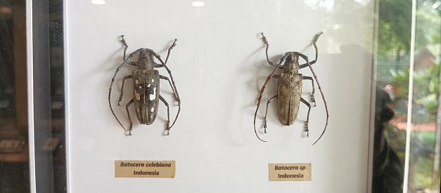 Preserved beetles and bees become wall displays