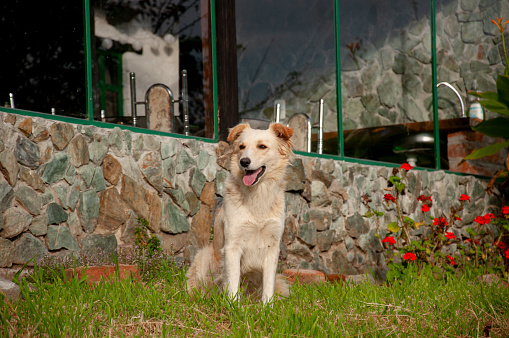 A happy dog enjoys the tranquility of a garden beside a unique stone house, basking in the gentle sunlight. day of the Dog