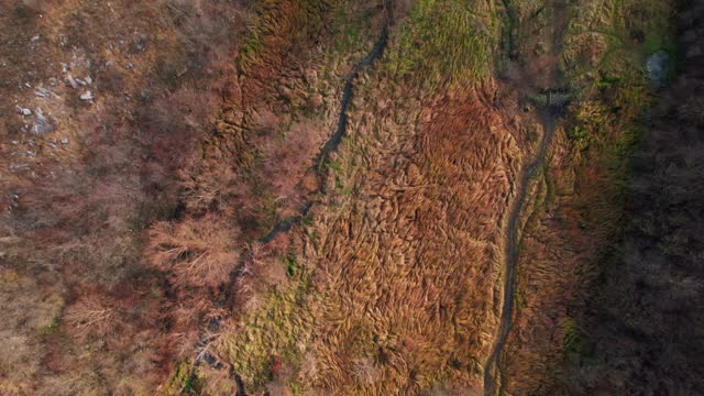 Aerial view of a forest river with terrestrial plants and trees
