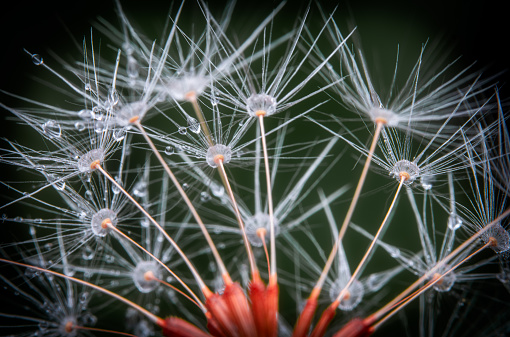 Macro details with water drops on dandelion flower.