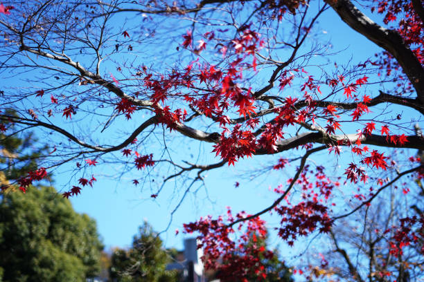 istock The beauty of Japanese maple leaves 2148657369