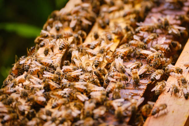 istock close-up of bees in a hive with selective focus 2148657570