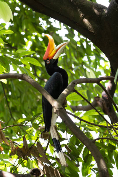 istock A female Rhinoceros Hornbill perching on a tree branch close up 2148657671