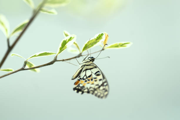 Papilio Demoleus butterfly resting on a tree branch.
