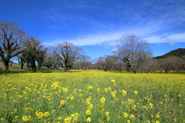istock Nyuta willow forest,Nanohana Forest (Shimanto City, Kochi Prefecture) 2148657677