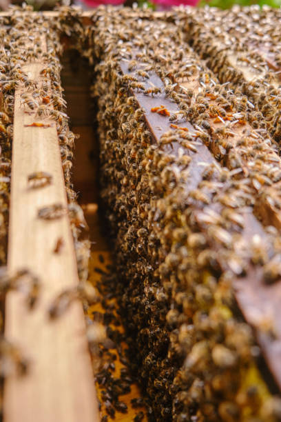 istock Shot of the inside of a frame inside a hive full of bees 2148657697