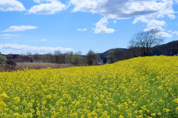 istock Rapeseed flowers blooming on the Shimanto Riverbed (Shimanto City, Kochi Prefecture) 2148657749