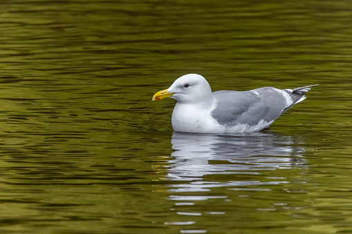 A Caspian gull or Larus cachinnans in the warter. A large gull and a member of the herring and lesser black-backed gull complex.