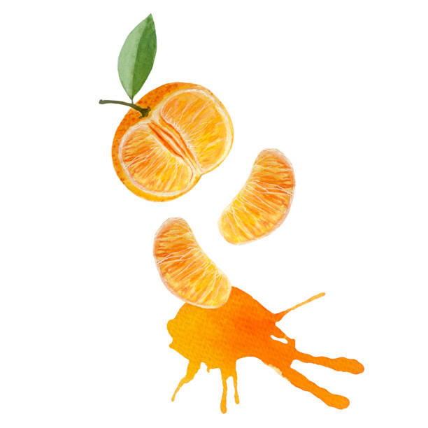 istock Orange tangerine slice and color splash watercolor composition isolated on white background, hand drawn for food design. 2148658734