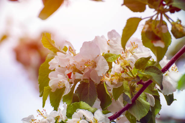White flowers of an apple tree on a branch in a garden in sunlight